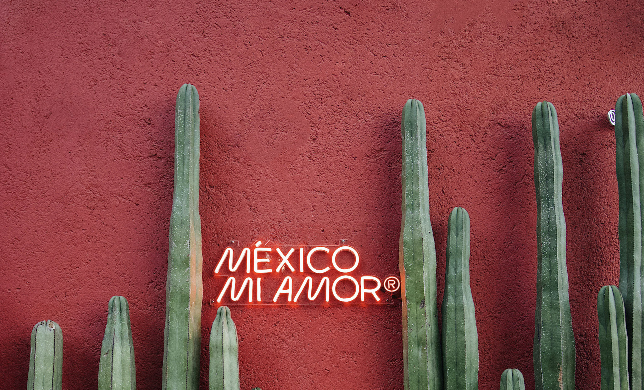 Mexican cultural background with cacti
